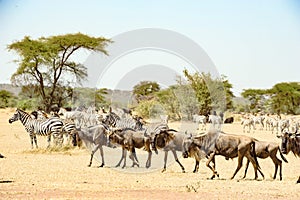 Wildebeests - gnus - and Zebras at great migration time in Serengeti  Africa  lots of wildebeests together  Serengeti  Africa