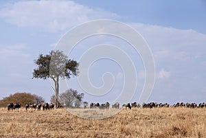 Wildebeests grazing in the grassland of Masa Mara