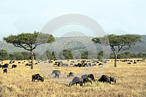 Wildebeests grazing in Serengeti, Tanzania, Africa. Beautiful savannah with two acacia trees and herd of wildebeests.