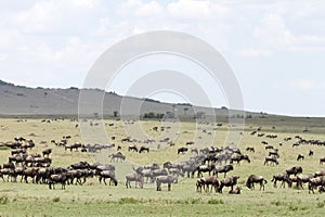 Wildebeests grazing the wide spread grassland