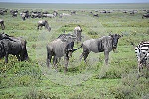 Wildebeests during great migration on Serengeti Plains of Africa