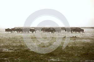 Wildebeests in heavy rianfall, Masa Mara