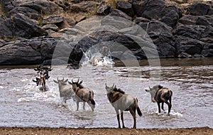 Wildebeests herd crossing Mara River photo