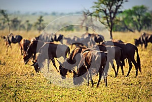 Wildebeests herd, Gnu on African savanna