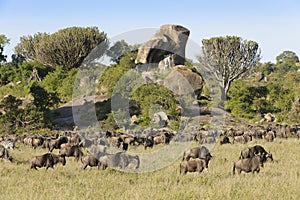 Wildebeests herd grazing