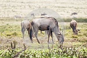 Wildebeests photo