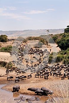 Wildebeests and Hippopotamus at  the bank of Mara river