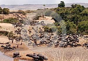 Wildebeests and Hippopotamus at the bank of  Mara river