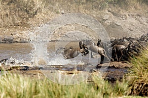 Wildebeests jumping to cross Mara river