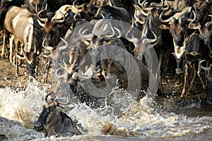 Wildebeests jumping to cross Mara river