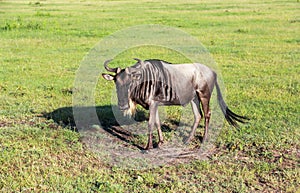 Wildebeests in Maasai Mara, Kenya