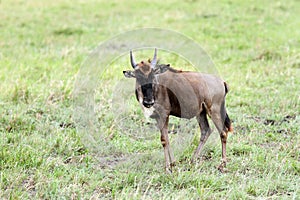 A Wildebeests in Mara grassland