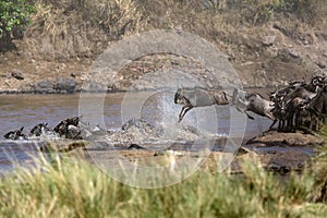 Wildebeests Mara river crossing