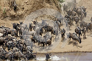 Wildebeests Mara river crossing