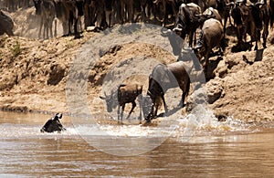 Wildebeests Mara river crossing