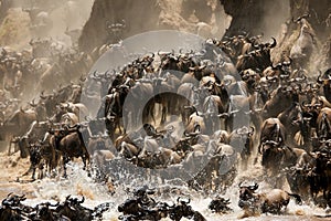 Wildebeests Mara river crossing, Masai Mara