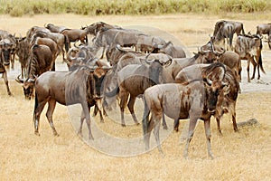 Wildebeests in the Masa Mara