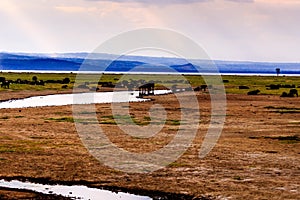 Wildebeests in Masai Mara