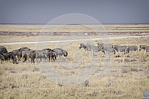 Wildebeests meets zebras