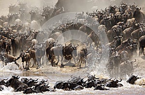 Wildebeests migrating across the Mara River