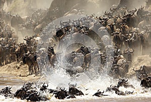 Wildebeests migrating across the Mara River with splash of water