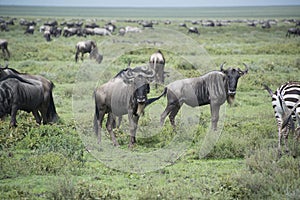 Wildebeests migrating during the great migration in the Serengeti of Africa