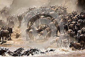 Wildebeests migration, Mara river, Masai Mara