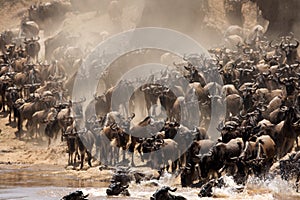 Wildebeests migration and river crossing,  Mara river, Masai Mara