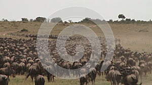 Wildebeests migration from serengeti to masai mara