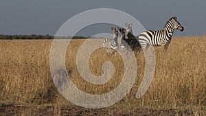 Wildebeests migration from serengeti to masai mara