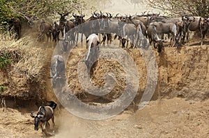 Wildebeests moving along the trench of the Mara River