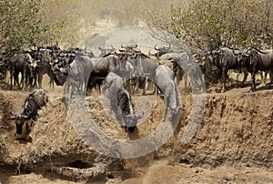 Wildebeests moving down the bank of Mara river