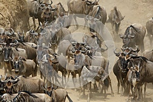 Wildebeests moving for Mara river crossing