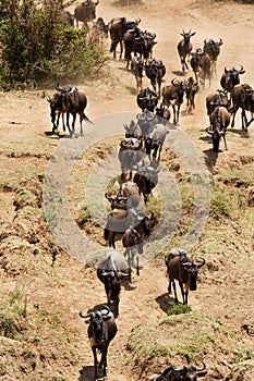 Wildebeests moving for Mara river crossing