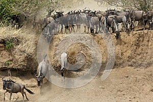 Wildebeests moving throught the trench to cross Mara river