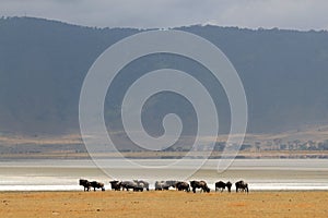 Wildebeests in Ngorongoro Crater