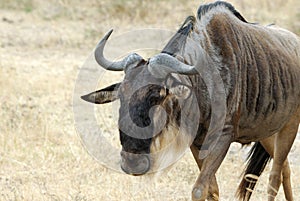 Wildebeests, in the Ngorongoro Crater, Tanzania