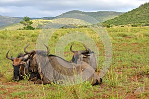 Wildebeests resting in savanna