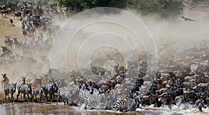 Wildebeests are runing to the Mara river. Great Migration. Kenya. Tanzania. Masai Mara National Park.