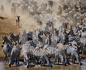 Wildebeests are runing to the Mara river. Great Migration. Kenya. Tanzania. Masai Mara National Park.