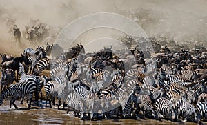 Wildebeests are runing to the Mara river. Great Migration. Kenya. Tanzania. Masai Mara National Park.