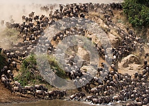 Wildebeests are runing to the Mara river. Great Migration. Kenya. Tanzania. Masai Mara National Park.