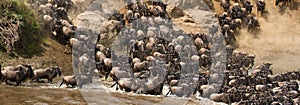 Wildebeests are runing to the Mara river. Great Migration. Kenya. Tanzania. Masai Mara National Park.