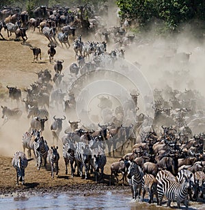 Wildebeests are runing to the Mara river. Great Migration. Kenya. Tanzania. Masai Mara National Park. photo