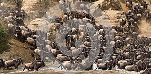 Wildebeests are runing to the Mara river. Great Migration. Kenya. Tanzania. Masai Mara National Park. photo
