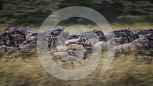 Wildebeests running in grassland Masai Mara National Reserve ,Kenya.Blur focus effect.