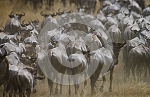 Wildebeests running through the savannah. Great Migration. Kenya. Tanzania. Masai Mara National Park.