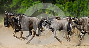 Wildebeests running through the savannah. Great Migration. Kenya. Tanzania. Masai Mara National Park.