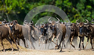 Wildebeests running through the savannah. Great Migration. Kenya. Tanzania. Masai Mara National Park.