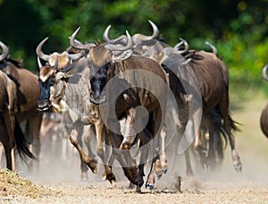 Wildebeests running through the savannah. Great Migration. Kenya. Tanzania. Masai Mara National Park.